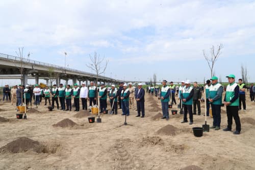 Jizzaxda “Yashil makon” doirasida 4200 tup ko‘chat ekildi 