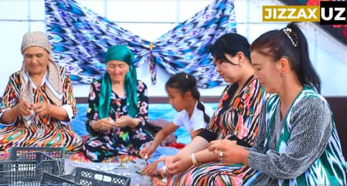 Videoreportaj: Mirzacho‘lda pillachilikda dastlabki yuqori natijalar qayd etilmoqda