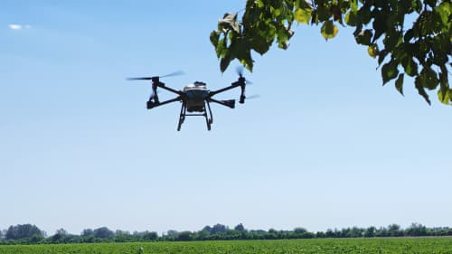 Dronlar paxta parvarishida: Xatirchida zamonaviy agrotexnologiyalar sinovdan o‘tmoqda