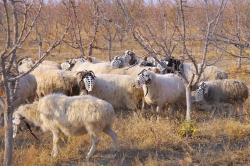 Moʻgʻulistondan keltirilgan qoʻylar Yangiqoʻrgʻon iqlimiga moslashmoqda