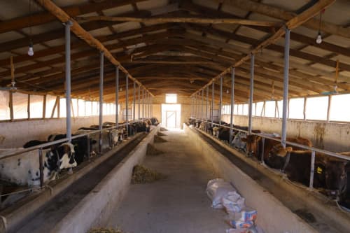 Chortoq tumanida oziq-ovqat xavfsizligini taʼminlashda chorvachilik salohiyati kengaytirilmoqda