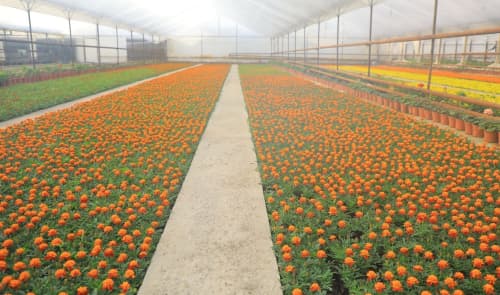 65-халқаро "Гуллар фестивали" маҳаллалардан бошланади 