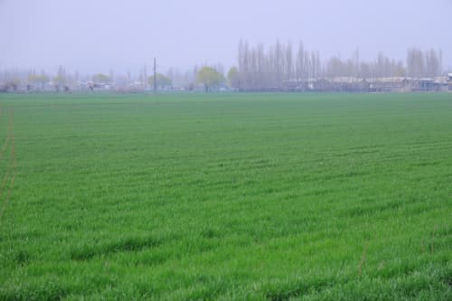 POP TUMANIDA BAHORGI AGROTEXNIK ISHLARNING BORISHI OʻRGANILDI