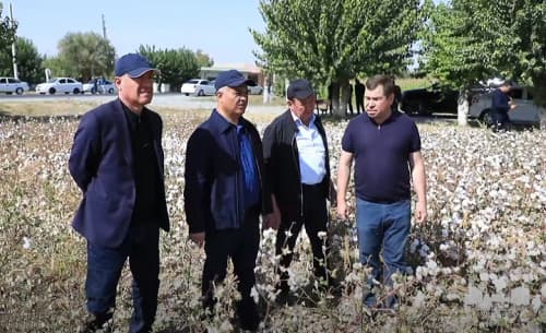 Паяриқда пахта терими давом этмоқда