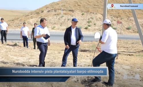 В Нурабаде создаются интенсивные фисташковые плантации