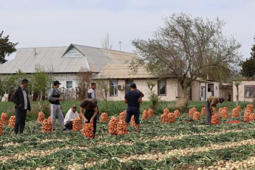 🧅 Музработлик миришкорлар жорий мавсумда ҳам республикада биринчи бўлиб пиёз ҳосилини етиштирди
