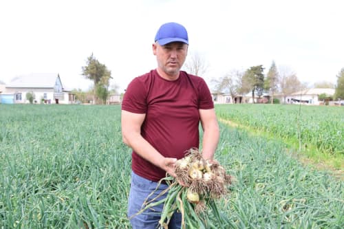 🧅 Muzrabotlik mirishkorlar joriy mavsumda ham respublikada birinchi bo‘lib piyoz hosilini yetishtirdi