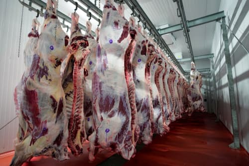 High-Quality Beef Supplies from Belarus to Surkhandarya to Be Launched