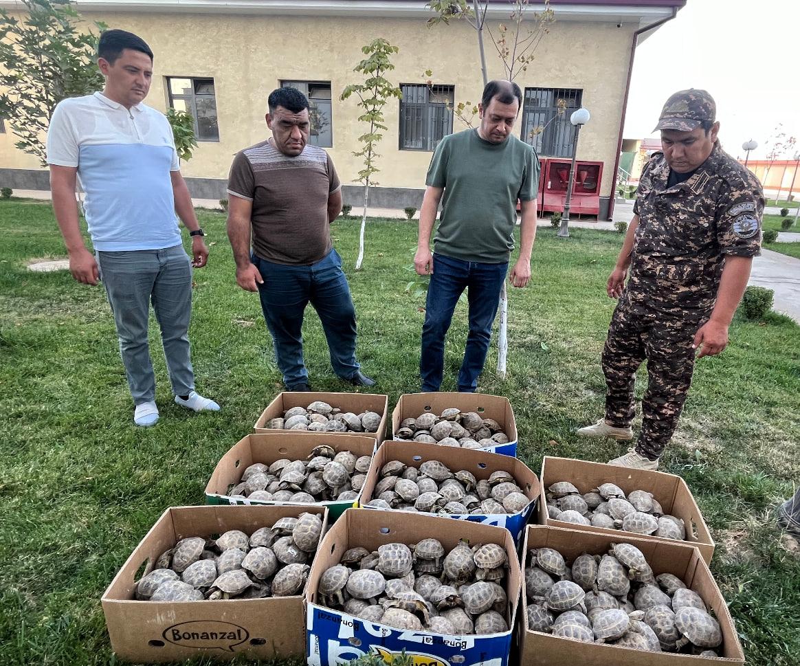 An attempt to illegally export 400 Steppe Tortoises to Tajikistan has been stopped