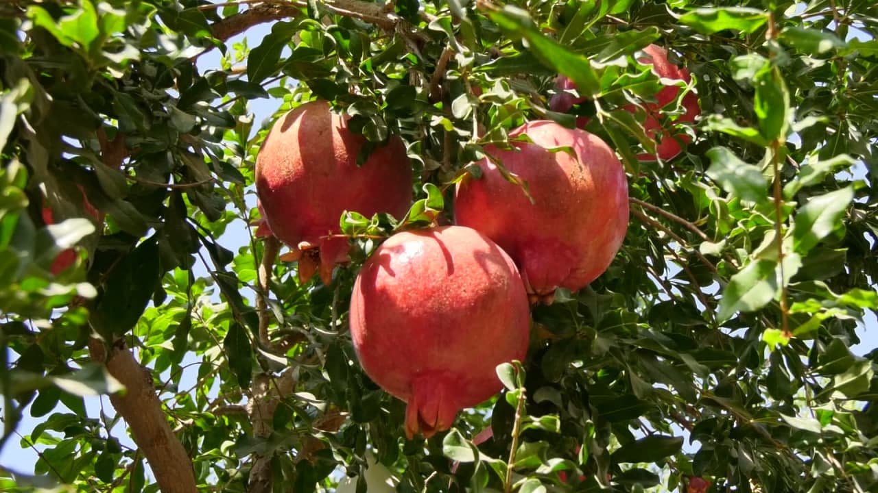 Mirzaobod anorlari – quyosh ta'mi, mehnat va muhabbat