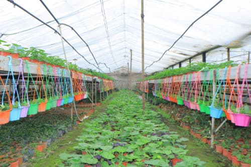 Har qarich yer — daromad manbai: “Sobirjon” mahallasi tajribasi