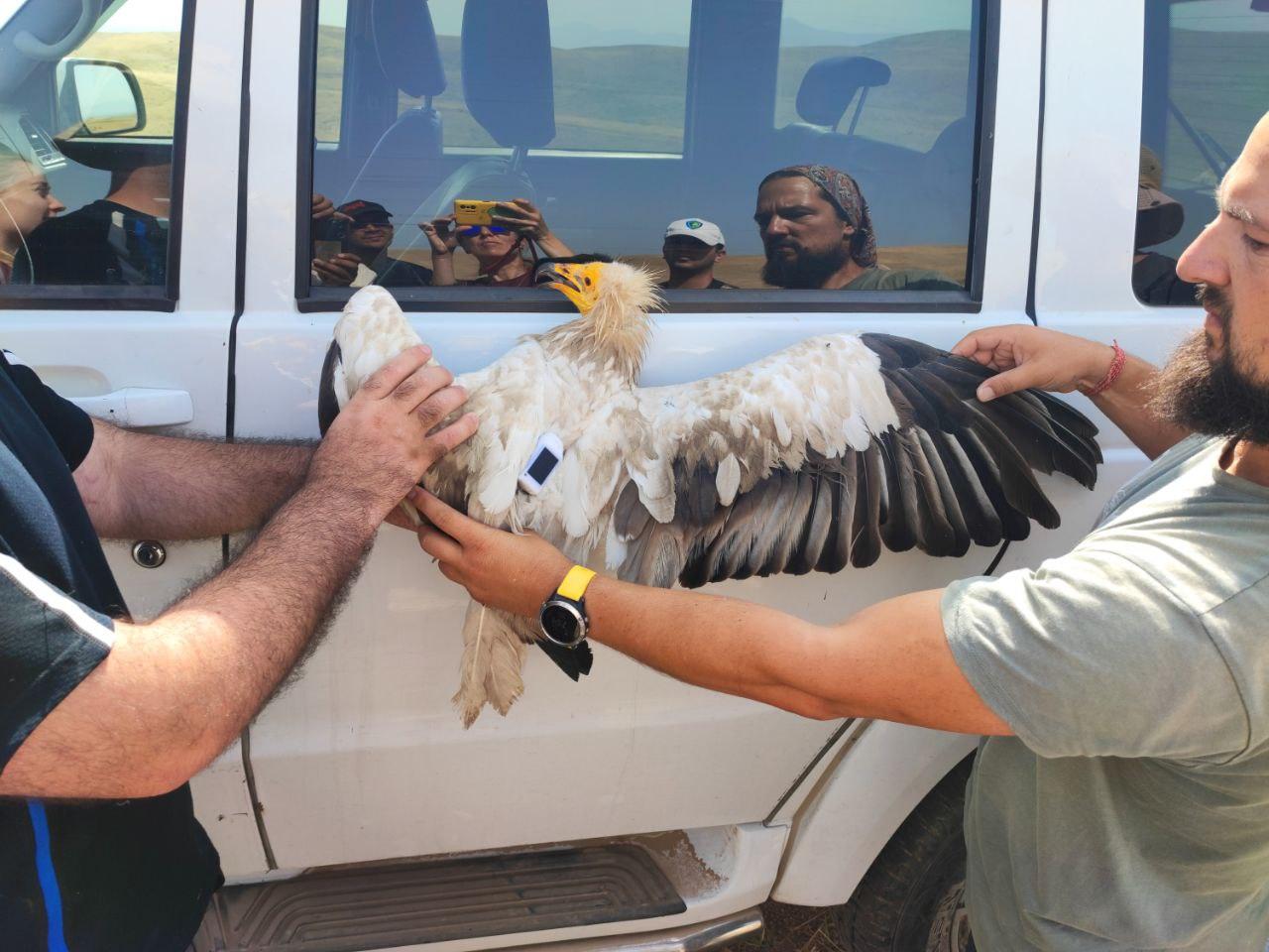 A project on the conservation of migratory birds of prey is being implemented in Uzbekistan