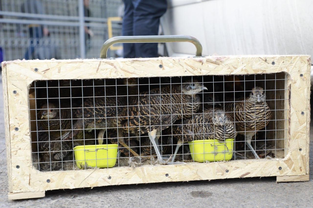 A citizen who tried to import pheasants and Indian white peacocks to Uzbekistan has been detained