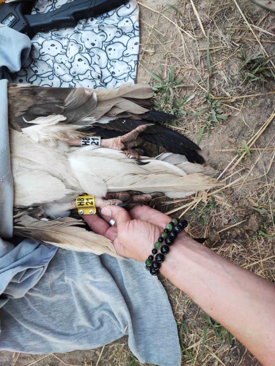 A project on the conservation of migratory birds of prey is being implemented in Uzbekistan