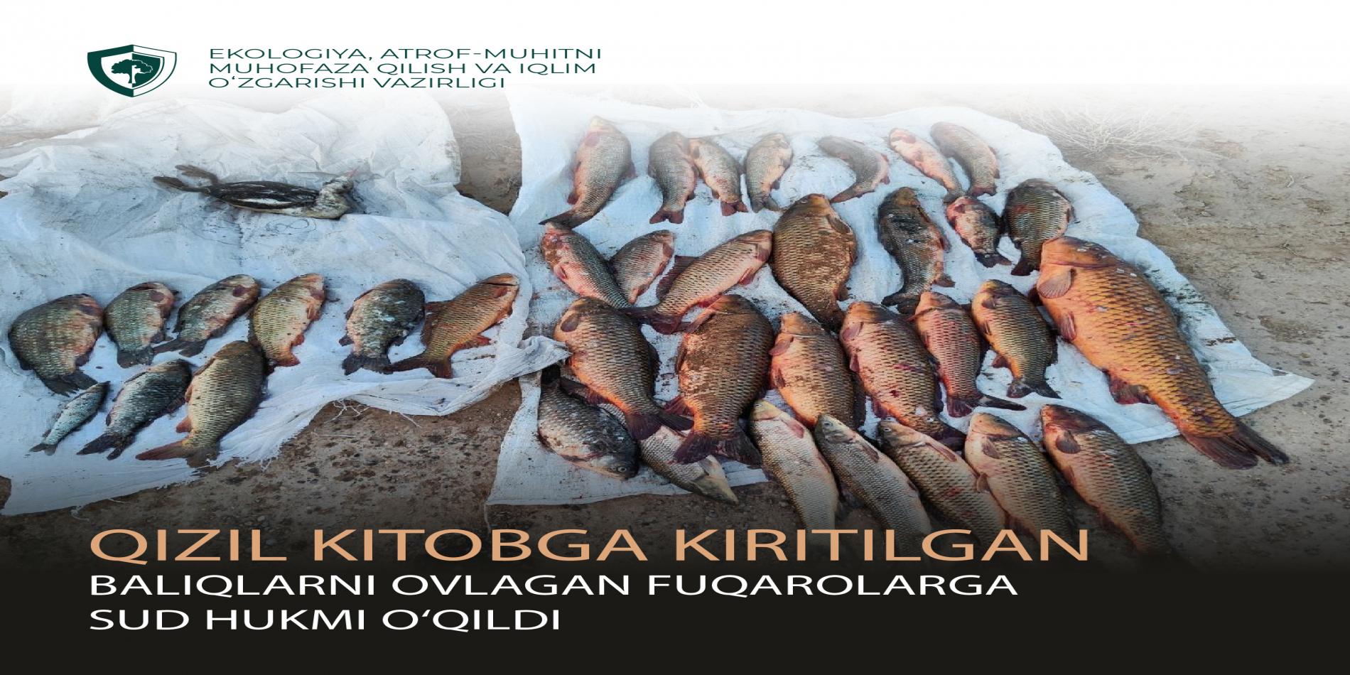 Qizil kitobga kiritilgan baliqlarni ovlagan fuqarolarga sud hukmi o‘qildi