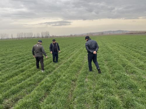 Агротехнические мероприятия на зерновых полях находятся под контролем организации «Узагроинспексия».