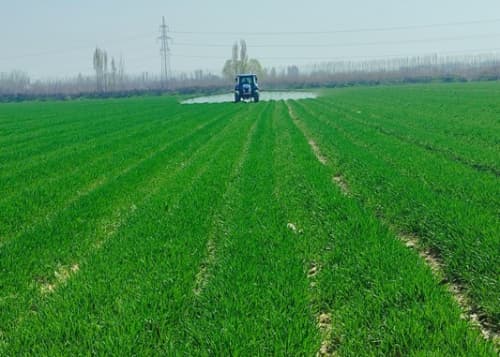 G‘ALLA MAYDONLARIDA AGROTEXNIK TADBIRLAR “O‘ZAGROINSPEKSIYA” NAZORATIDA