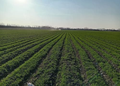 Ущерб от нарушений на сельскохозяйственных землях оценивается более чем в 50 миллиардов суму.