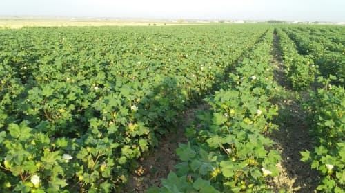 BUXORO: AGROTEXNIK TADBIRLARNI KECHIKTIRGAN FERMER XO‘JALIGI RAHBARLARI OGOHLANTIRILMOQDA