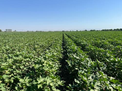 NAVOIYDA G‘O‘ZA MAYDONLARIDA AGROTEXNIK TADBIRLAR MONITORINGI DAVOM ETMOQDA