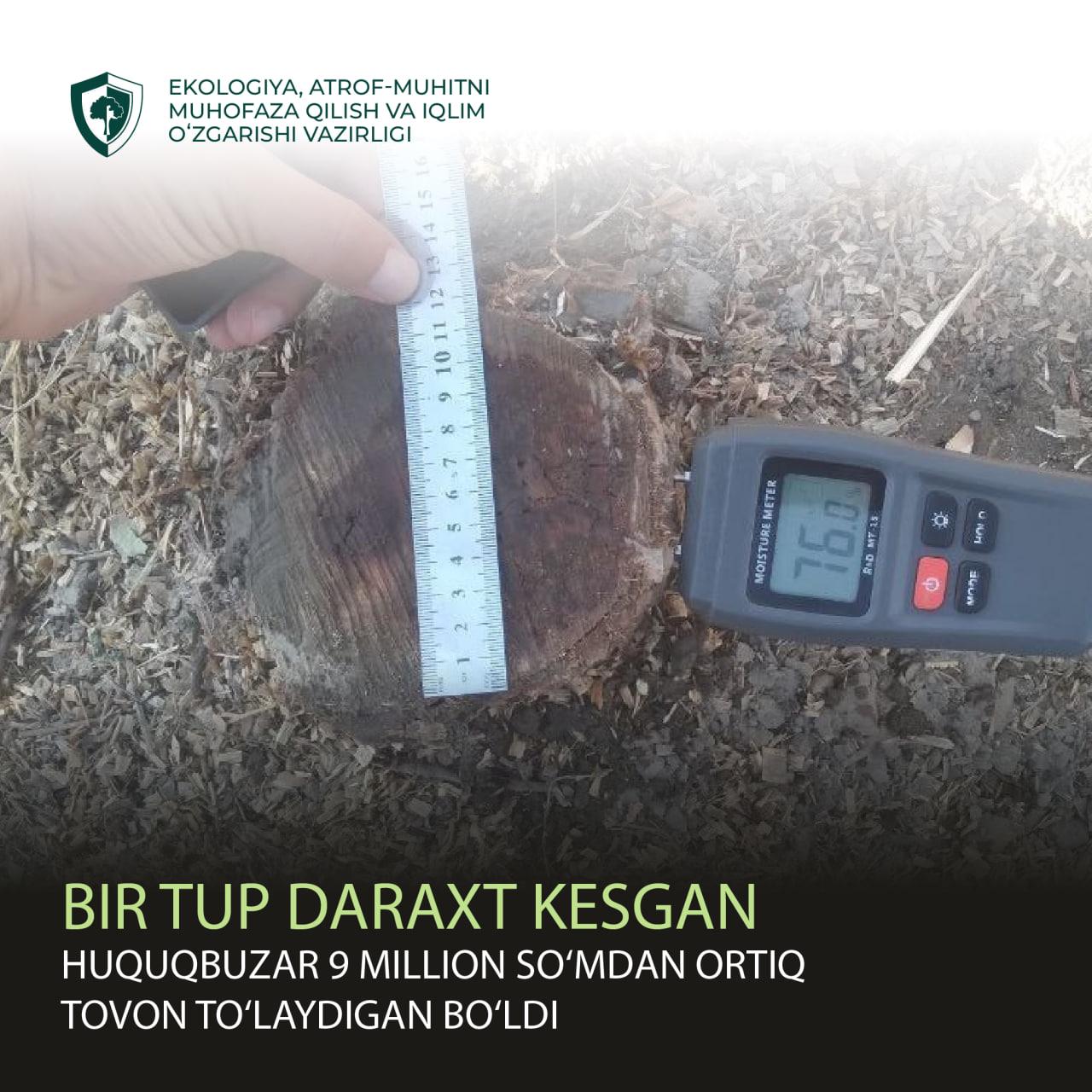 Bir tup daraxt kesgan huquqbuzar 9 million so‘mdan ortiq tovon to‘laydigan bo‘ldi