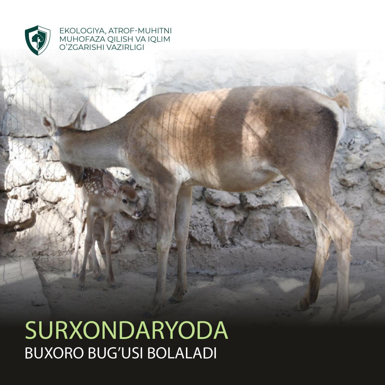 Bukhara deer was born in Surkhandarya region