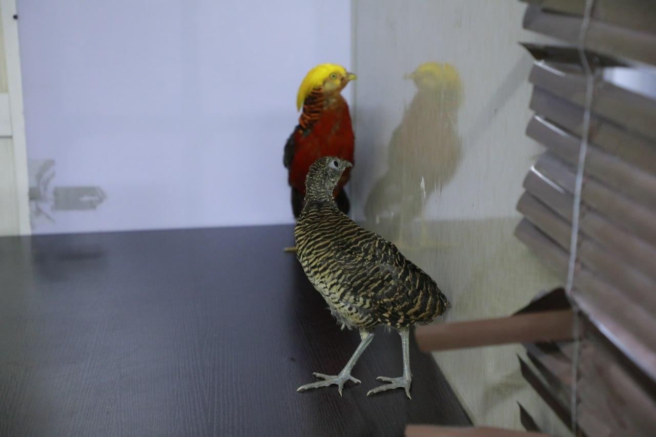 A citizen who tried to import pheasants and Indian white peacocks to Uzbekistan has been detained