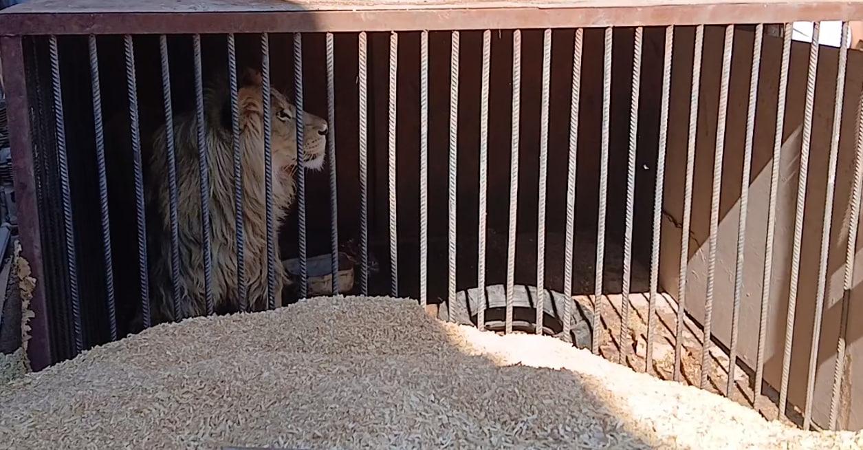 A wild lion was illegally kept in the Khorezm region