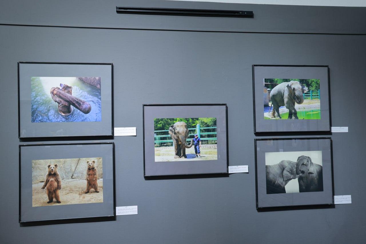 100-year history in the lens: an exhibition dedicated to Tashkent Zoo was held in the capital