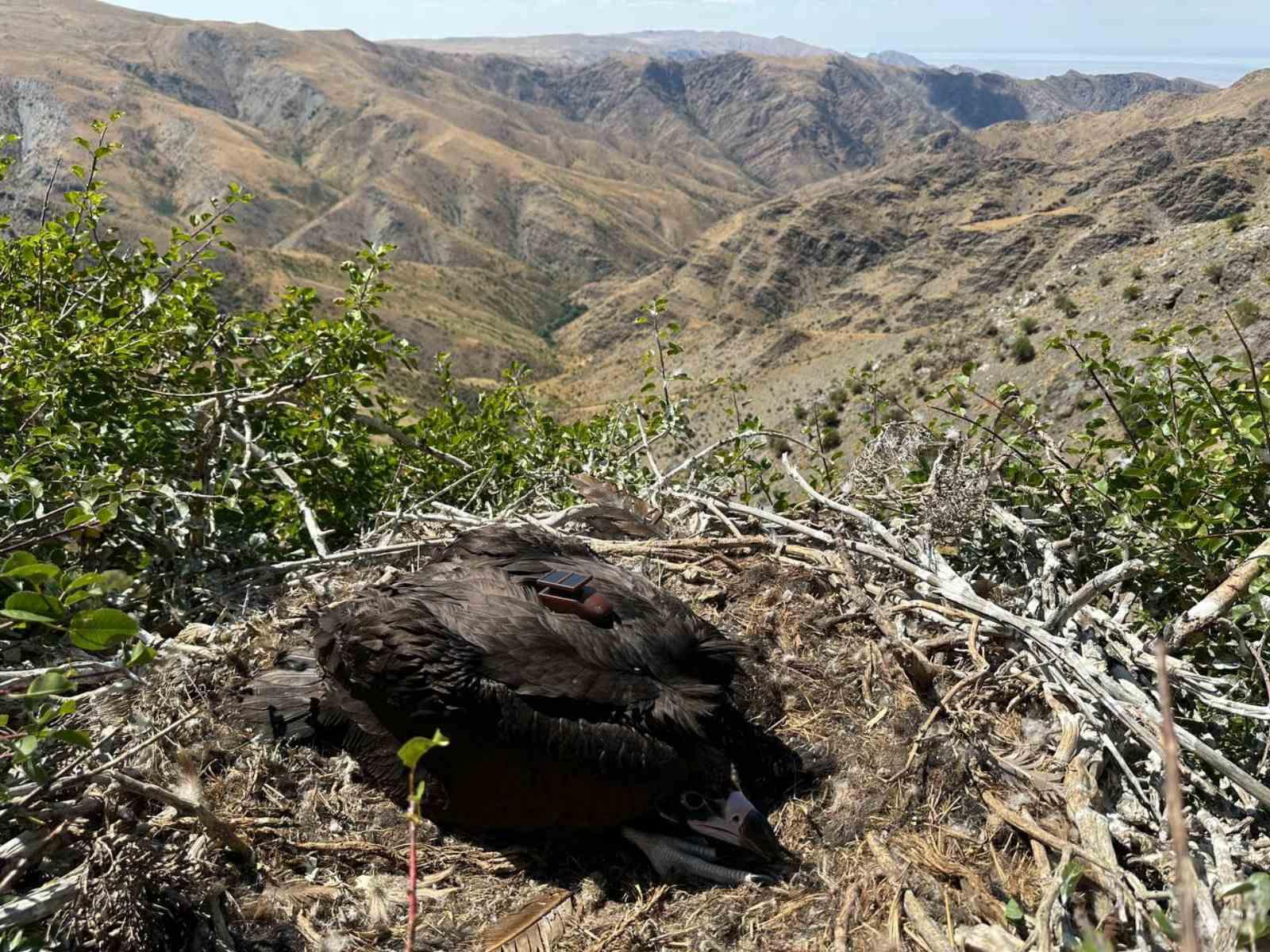 O‘zbekistonda ko‘chmanchi yirtqich qushlarni muhofaza qilish loyihasi amalga oshirilmoqda