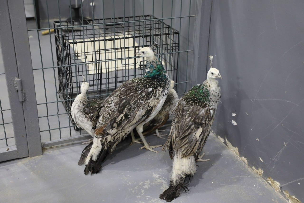 A citizen who tried to import pheasants and Indian white peacocks to Uzbekistan has been detained