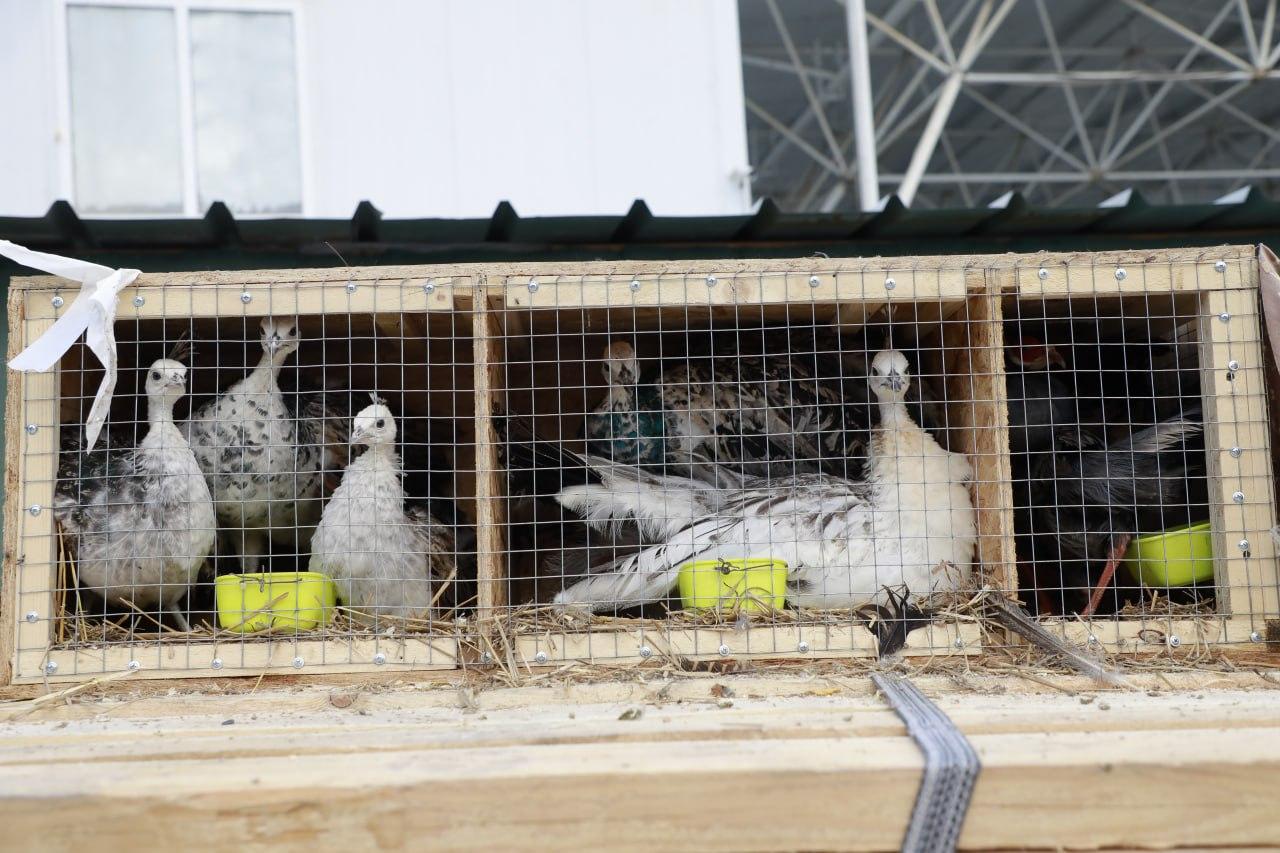 A citizen who tried to import pheasants and Indian white peacocks to Uzbekistan has been detained