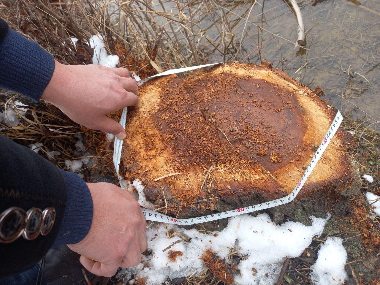 Individuals who cut down 21 Elm trees are deprived of liberty