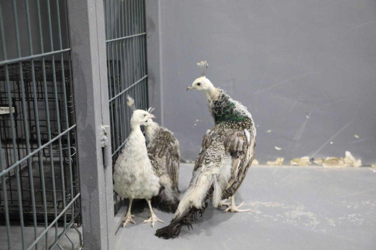 A citizen who tried to import pheasants and Indian white peacocks to Uzbekistan has been detained