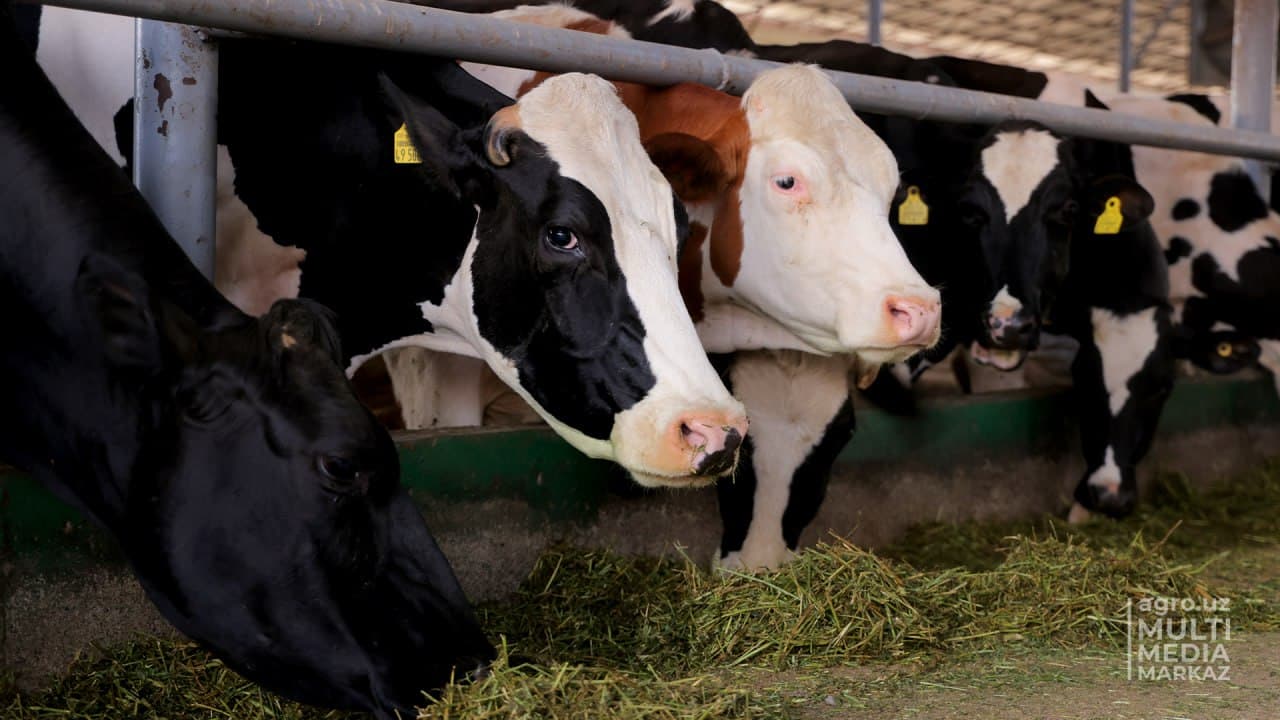 Встреча с животноводами Ферганской долины