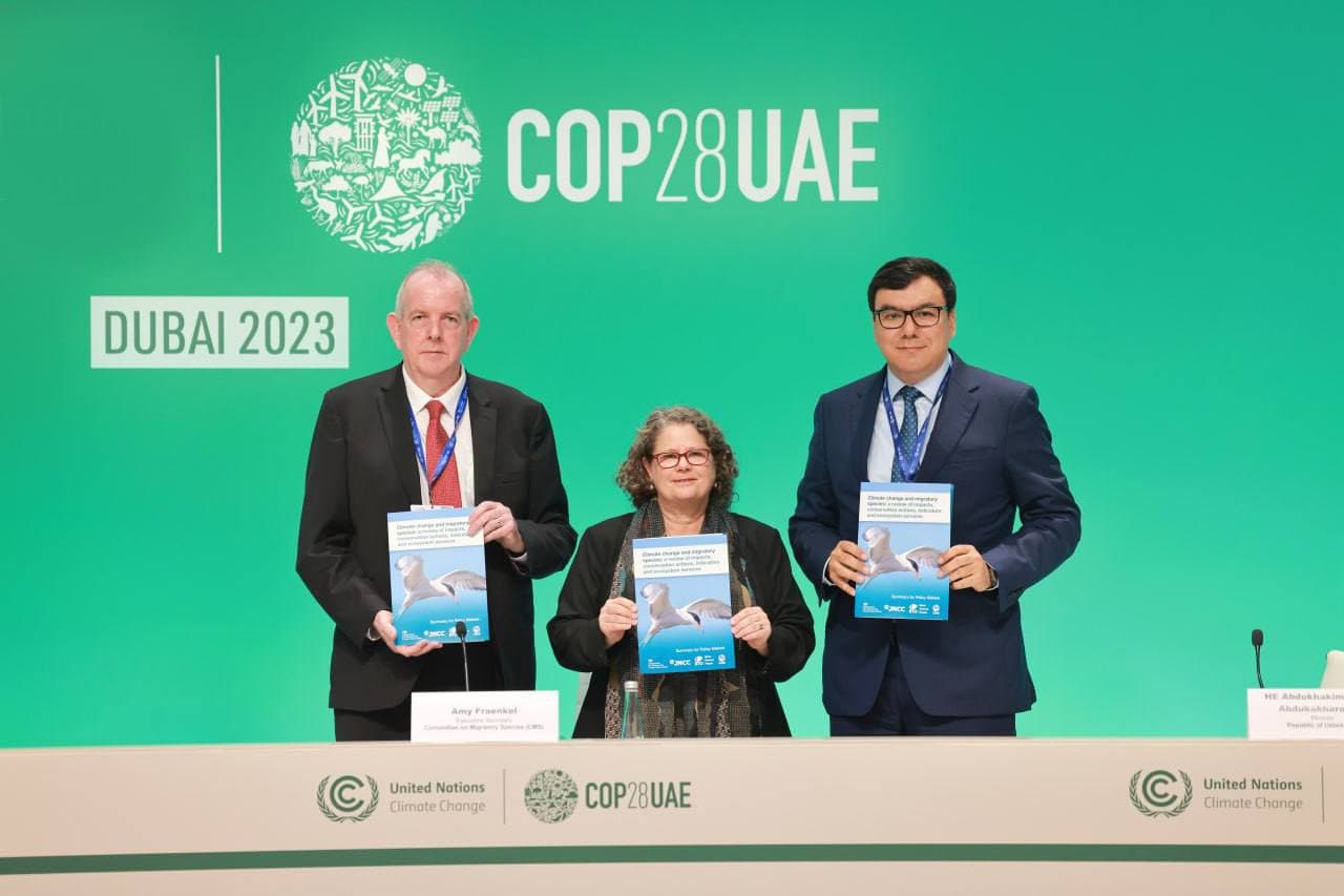 COP28: Climate change has a negative impact on migratory species of wildlife
