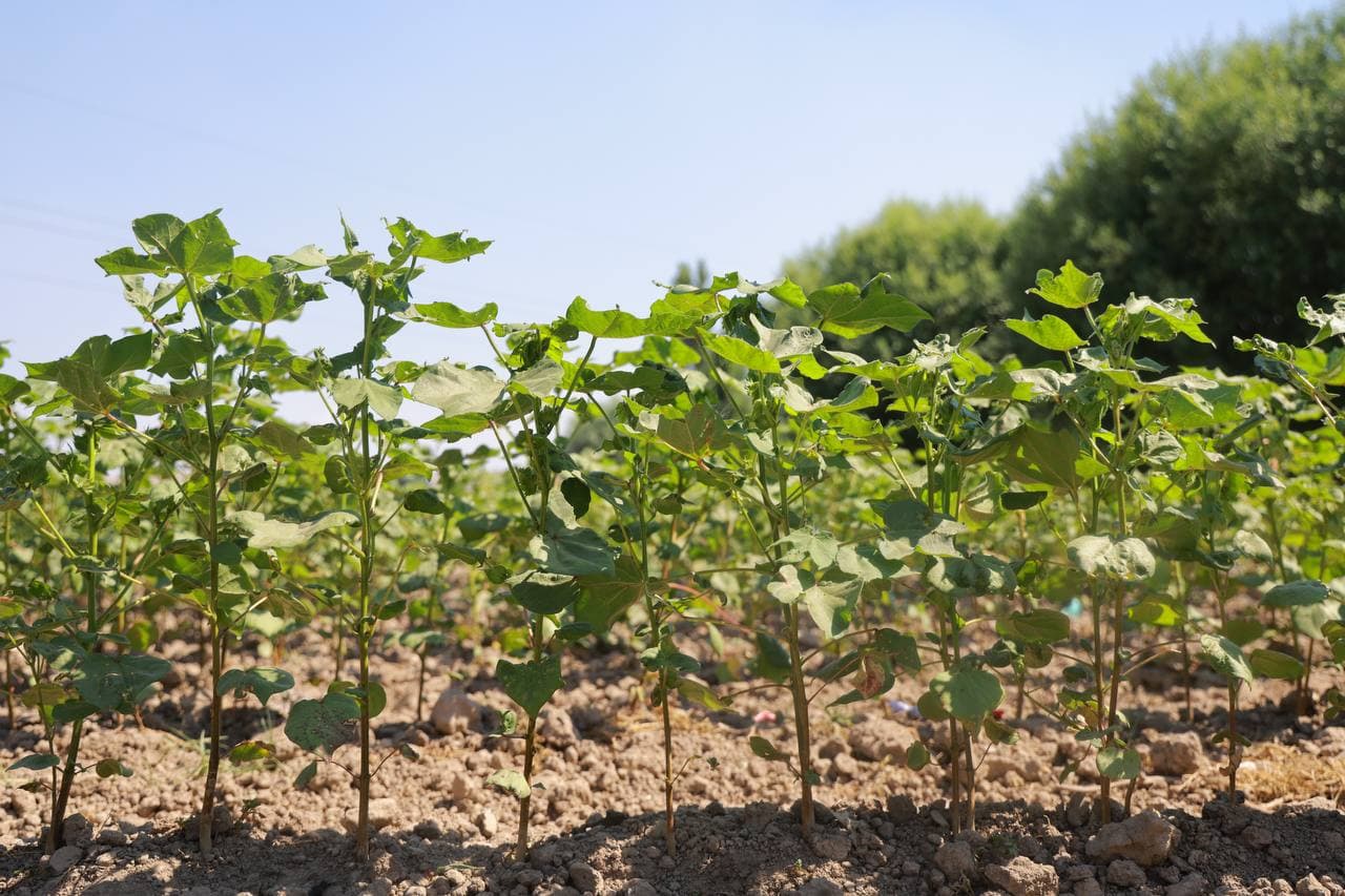 Инвестиция - қишлоқ хўжалигини тараққий эттирувчи бош омил