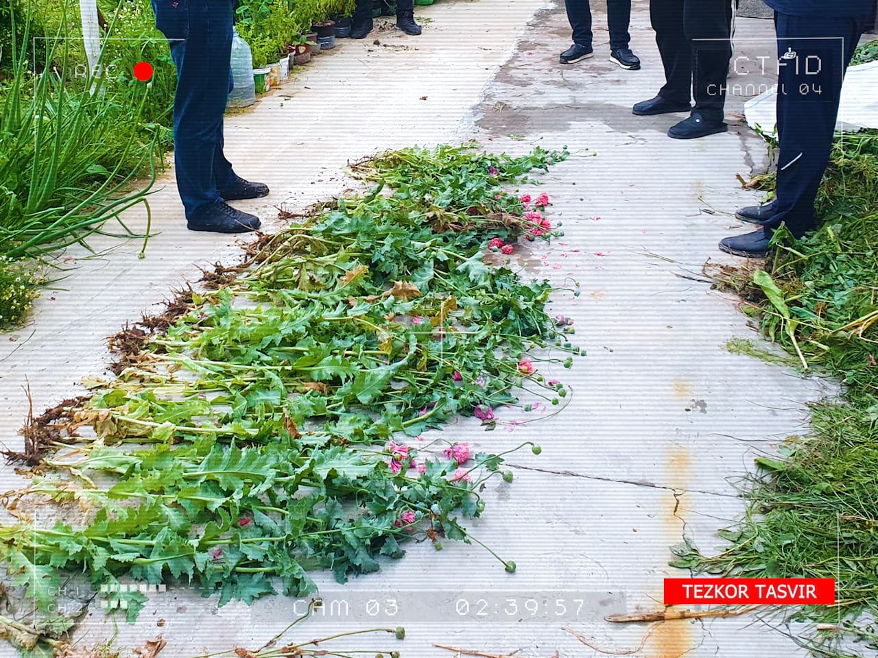 Toshkent viloyati IIBB xodimlari tomonidan “Qoradori-2026” kuchaytirilgan nazorat-reyd tadbirlari oʻtkazilmoqda