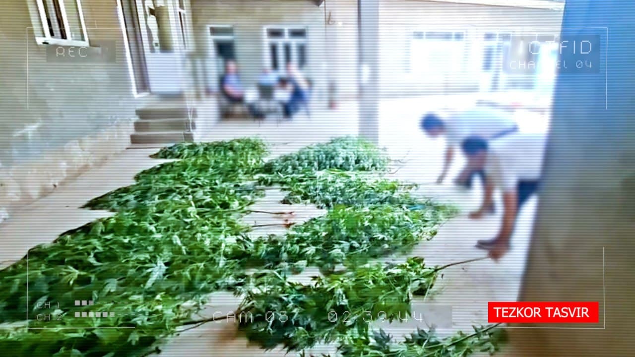 В ходе широкомасштабных оперативно-профилактических мероприятий "Безопасная и здоровая страна" выявлен гражданин, выращивавший у себя дома наркосодержащие растения