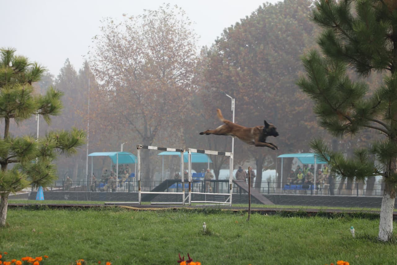 Соревнования на звание «Лучший кинолог»
