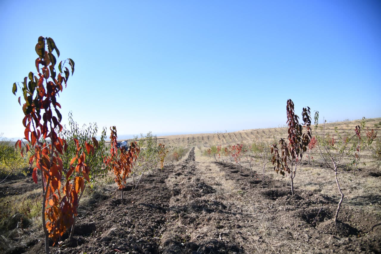 “Yashil makon” umummilliy loyihasida yangicha tajriba