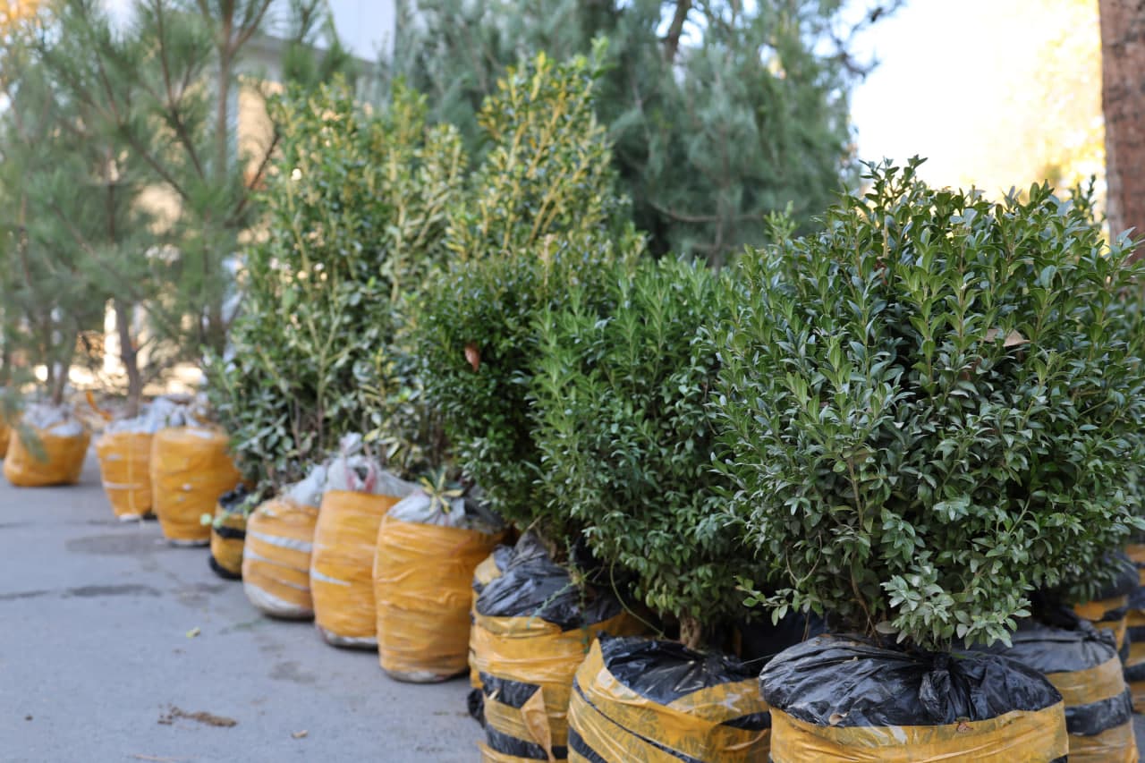 Qo‘mondonlik miqyosida “Yashil makon” loyihasi davom etmoqda