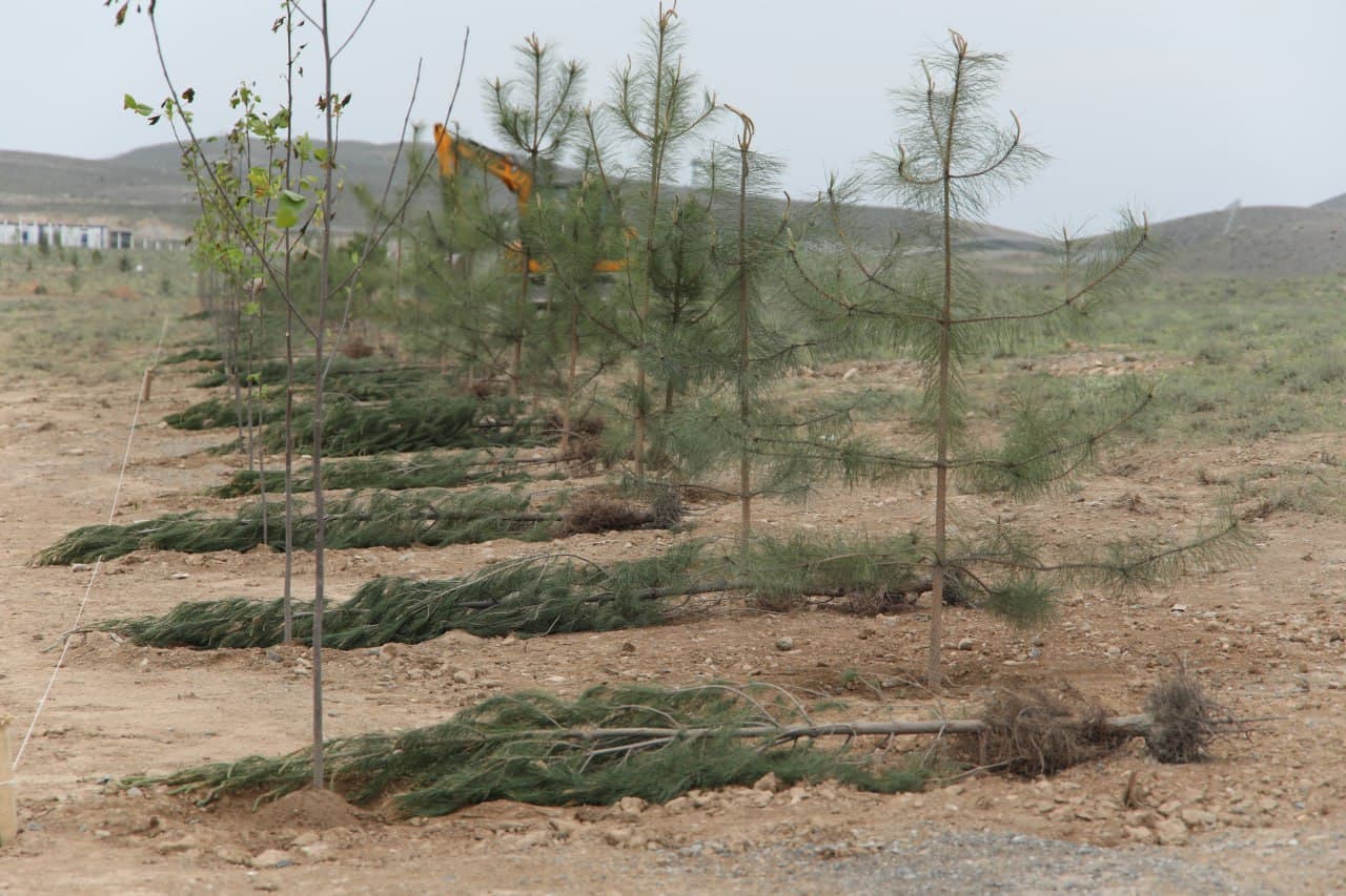 Yashil makon — farovon kelajak poydevori!