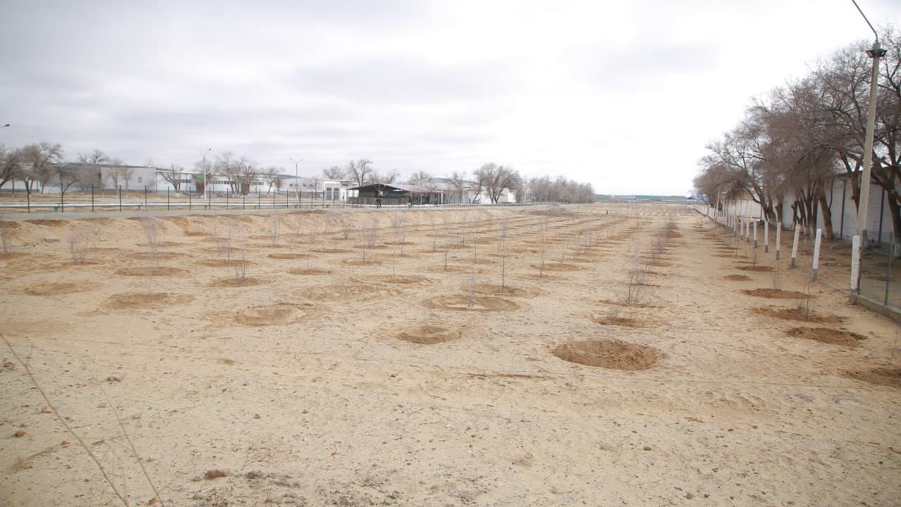 “Yashil makon” loyihasi doirasida ko‘chat ekish ishlari amalga oshirildi