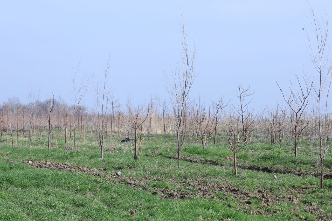 Военнослужащие активно участвуют в общенациональном проекте «Яшил макон»