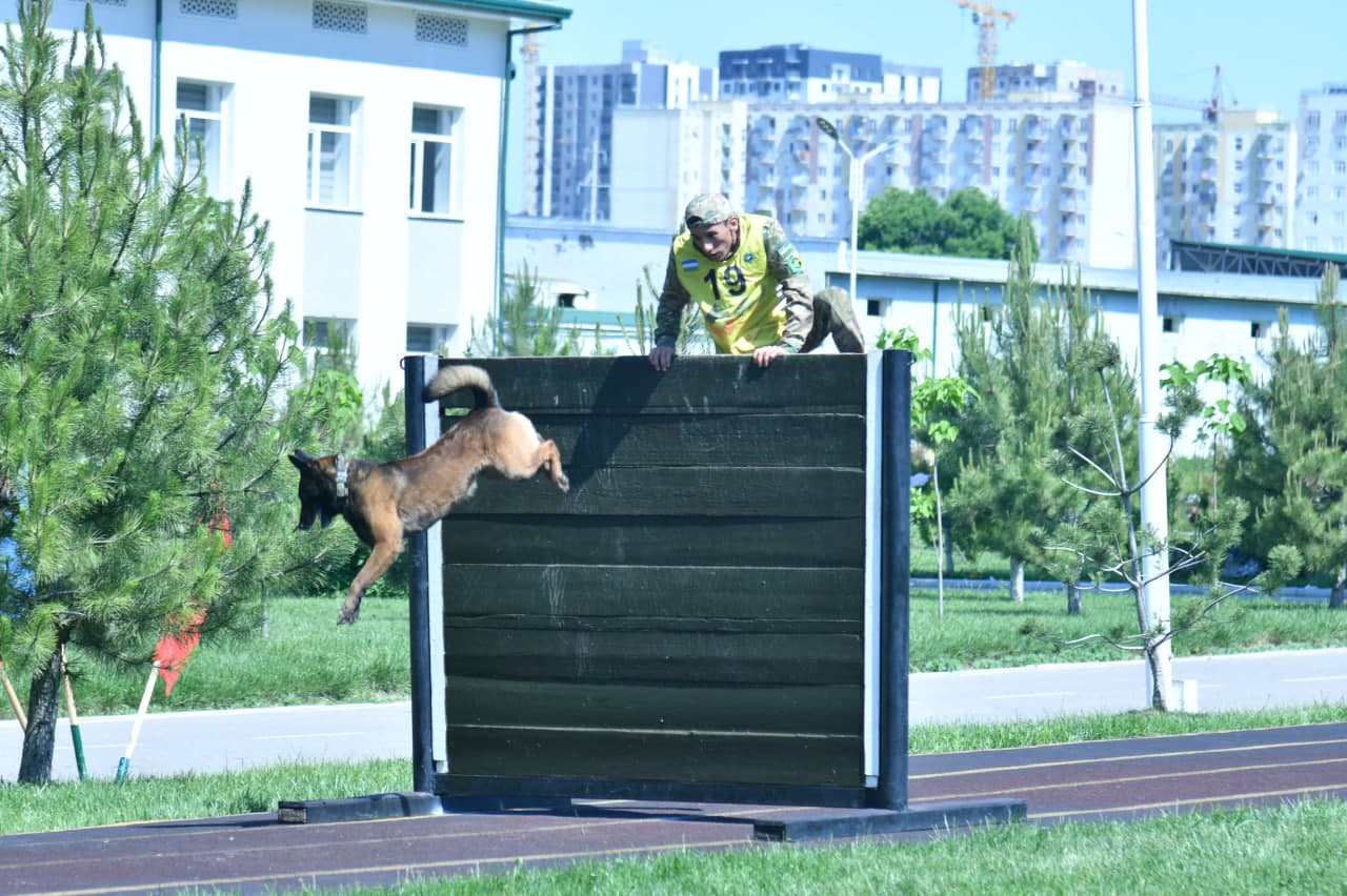 Dog-biatlonda jasorat va mahorat sinovi