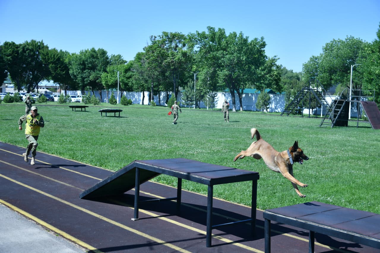 Dog-biatlonda jasorat va mahorat sinovi