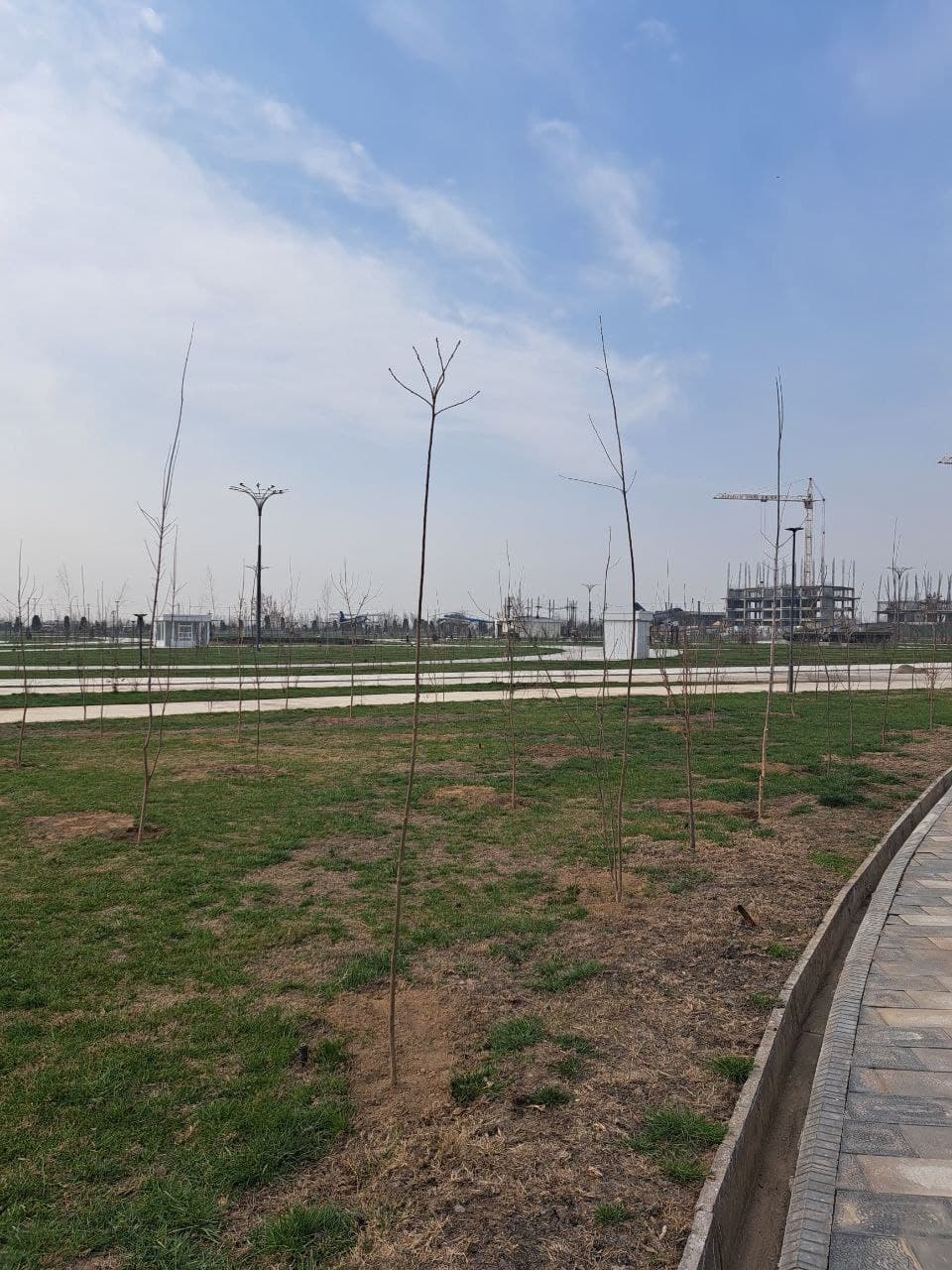 "Yashil makon" umummilliy loyihasi doirasida daraxt ko‘chatlari ekildi