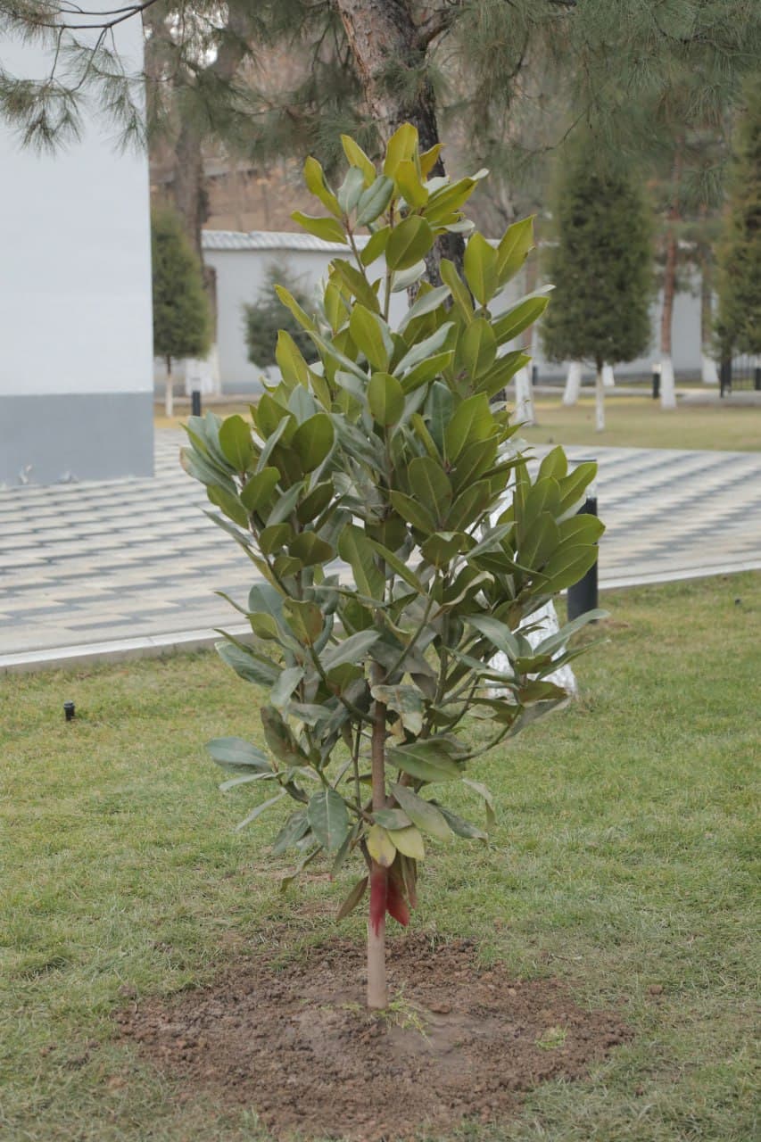 Favqulodda vaziyatlar vazirligida shanbalik