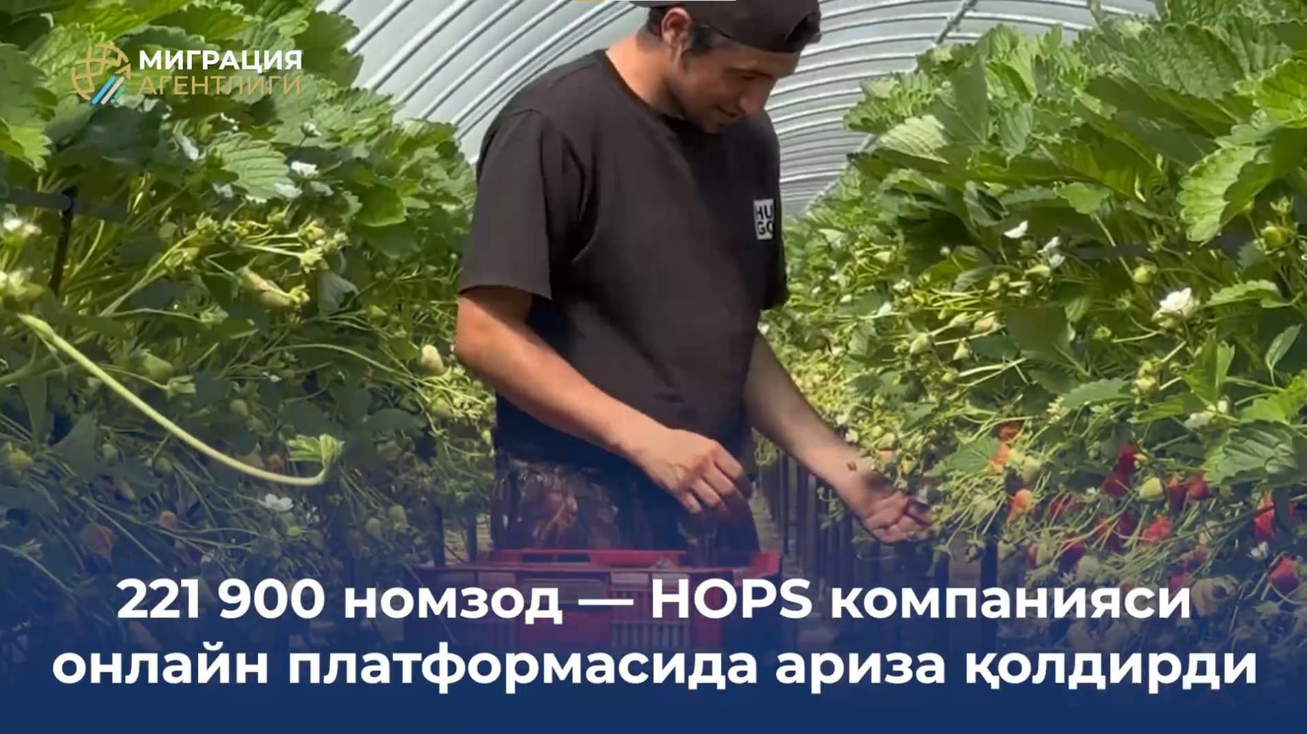 SEASONAL WORK PROGRAM FOR ENGLAND: HOW IS THE PROCESS GOING?
